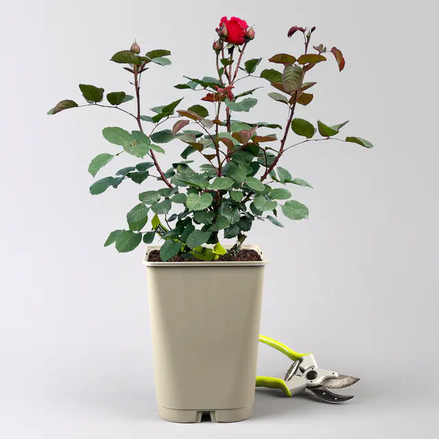 Duftende Edelrose 'Kölle's Rosensymphonie'®, kräftig pink, Topf 5 Liter