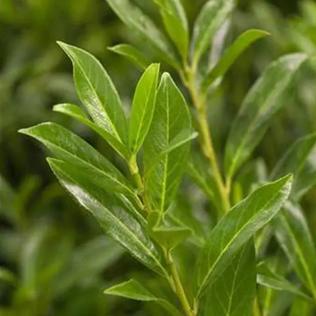 Kirschlorbeer 'Caucasica', Höhe 40-60 cm, Topf 5 Liter, 50er-Set