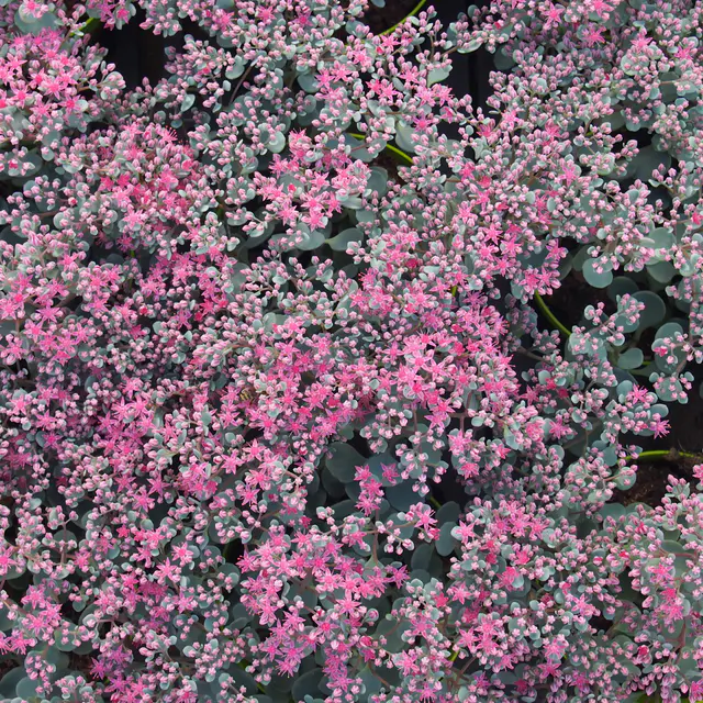 Sedum cauticola 'Robustum' karminrot, Topf 9x9 cm