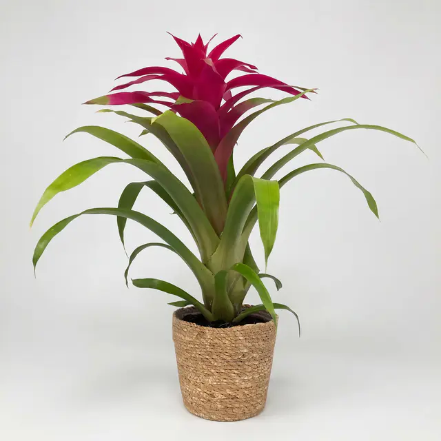 Guzmania 'Deseo Pink', pink, Topf-Ø 12 cm, mit Korb Maki, Höhe ca. 50 cm
