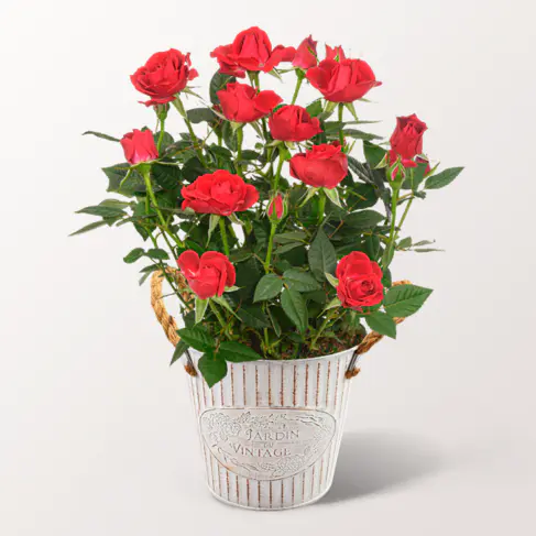 Rote Rose im Zinktopf