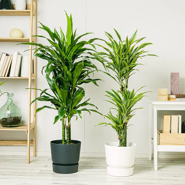 Dracaena Duo (Brasilstamm / Dracaena Fragrans, Dracaena Zitrone / deremensis)