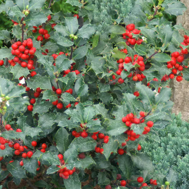 Stechpalme 'Blue Angel', 50er-Set, grünes Blatt & rote Beeren, Topf 5 Liter
