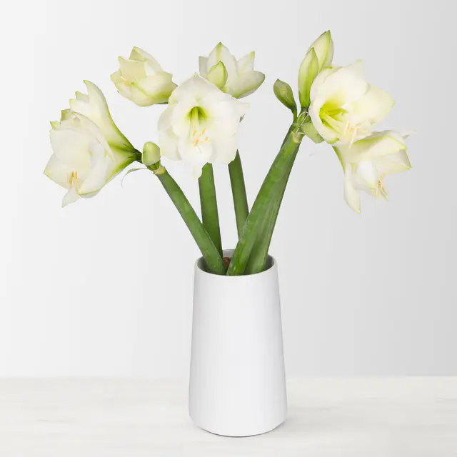 5 weiße Amaryllis 'White Sensation'