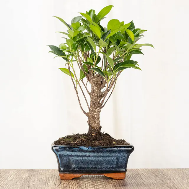 Bonsai Ficus retusa 5 Jahre alt