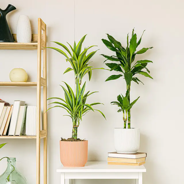 Dracaena Duo (Dracaena Fragrans, Dracaena Zitrone / deremensis)