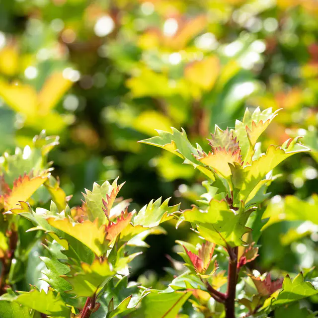 Ilex meserveae 'Little Rascal'®, 10er-Set, Höhe 15-20 cm, Topf 2 Liter