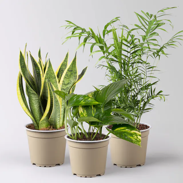Grünpflanzen-Set Guter Schlaf pflegeleicht, Topf-Ø 12 cm, 3 Pflanzen
