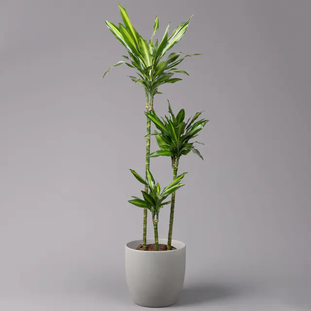 Duftender Drachenbaum 'Cintho', Topf-Ø 24 cm, Höhe ca. 150 cm
