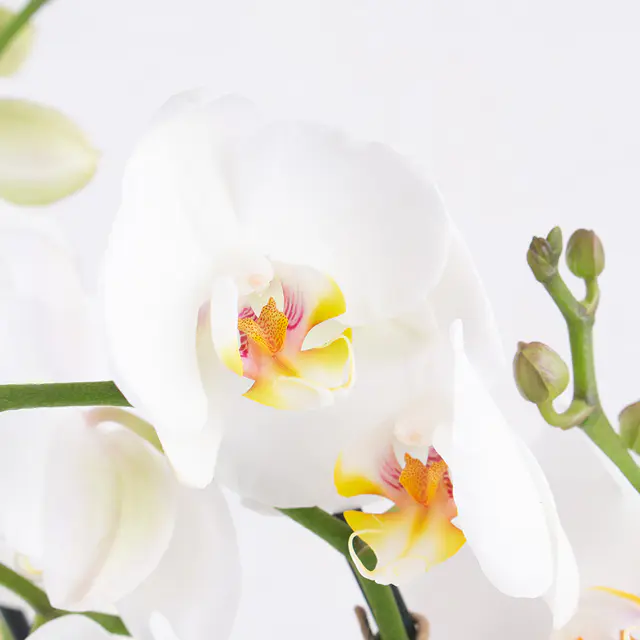 Zwei weiße Orchideen + gratis DUO-Topf — Bild 2