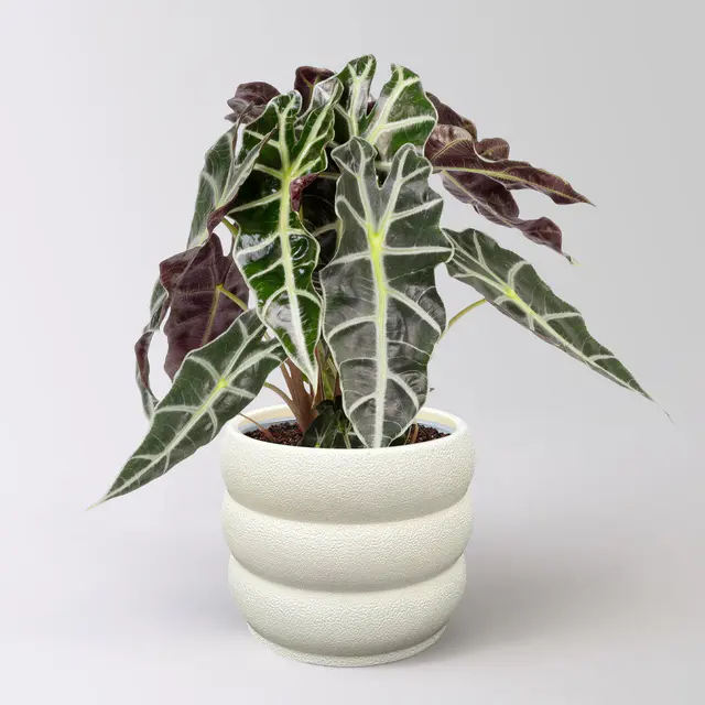 Alocasia 'Polly', in Keramiktopf Byron, Topf-Ø 17 cm, Höhe ca. 45 cm