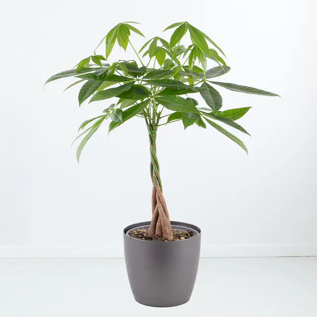 Glückskastanie | +/- 100 cm | ø 21 cm | Pachira