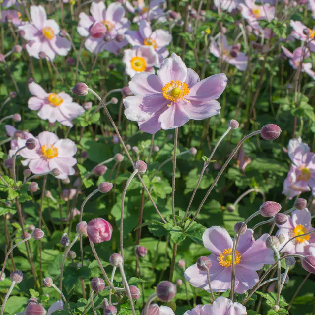 Herbst-Anemone, rosa, Topf 11x11 cm