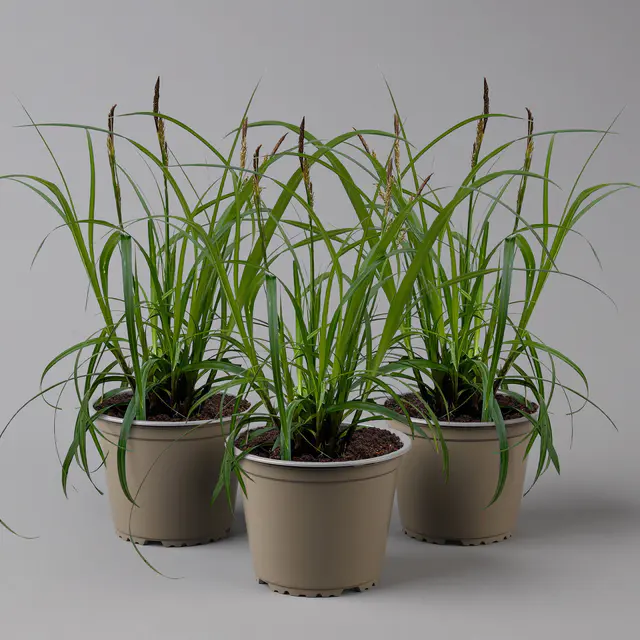 Bio Segge 'Ribbon Falls', dunkelgrün, Topf-Ø 12 cm, 3 Pflanzen