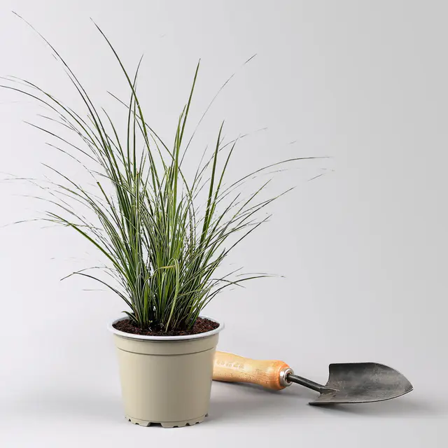Bio Segge 'Variegata', grün-weiß, Topf-Ø 12 cm
