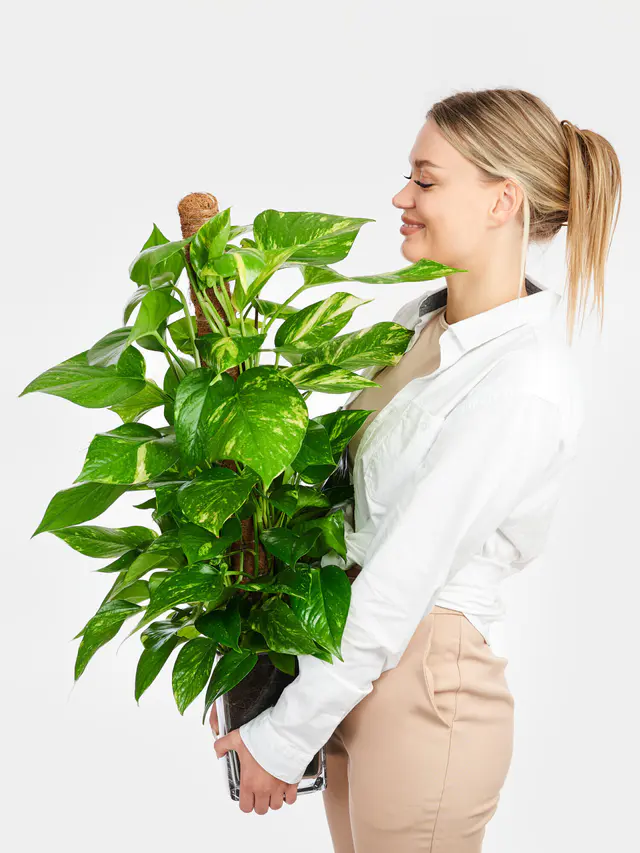 Efeutute am Kokosstab in Vase