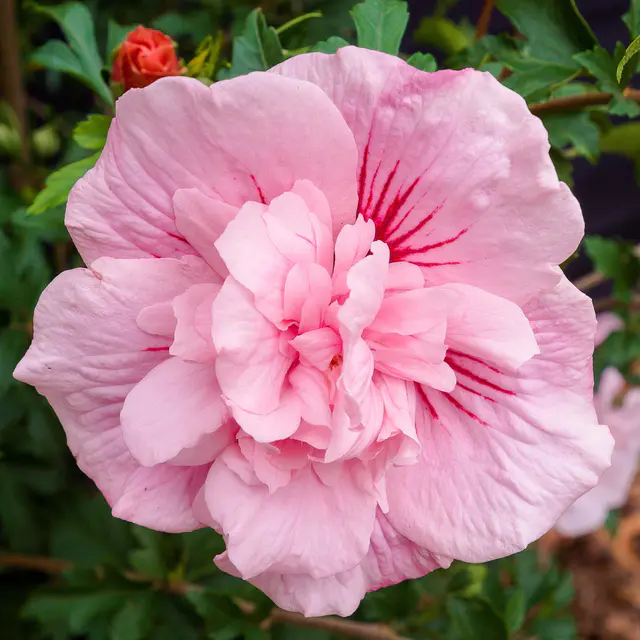 Garten-Hibiskus 'Pink Chiffon®', rosa, 40-60 cm hoch, Topf 5 l