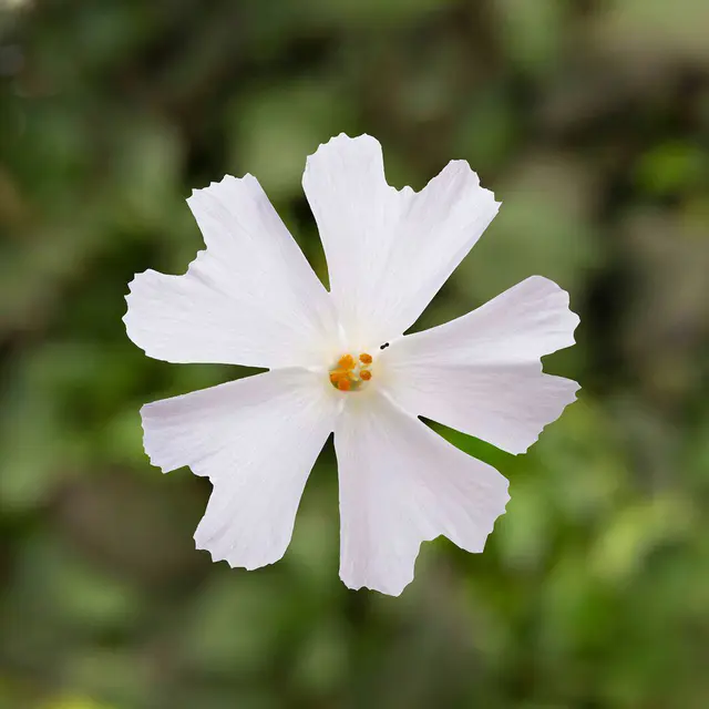 Phlox subulata weiß, Topf 11x11 cm