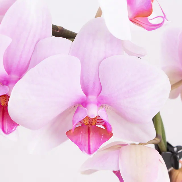 Orchideenbogen Rosa + gratis Topf | Phalaenopsis — Bild 2