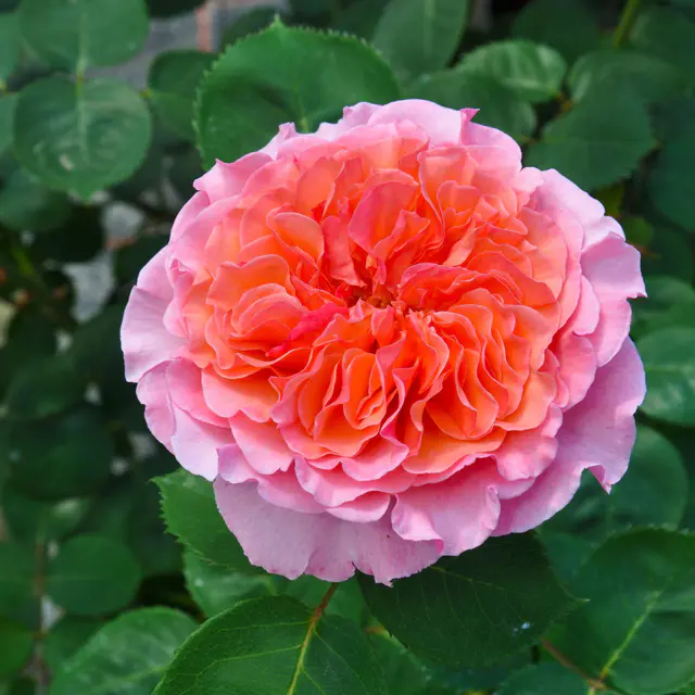Edelrose "Käthchen von Heilbronn"®, orange-aprikot-rosa, Topf 5 Liter, 4Pflanzen