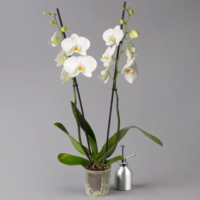 Schmetterlingsorchidee weiß, 2 Rispen, Topf-Ø 12 cm, Höhe ca. 60 cm