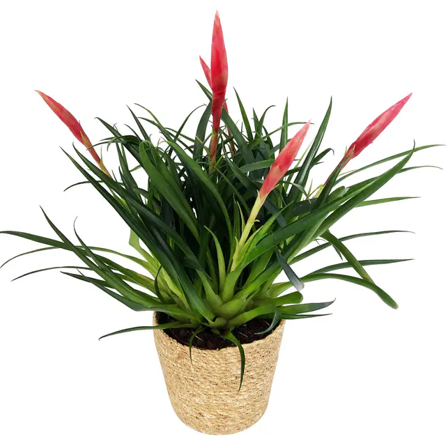 Vrisea 'Astrid' rot, mit Korb Maki, Höhe ca. 35 cm, Topf-Ø 12 cm