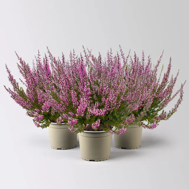 Knospenheide, rosa, Topf-Ø 17 cm, 3 Pflanzen