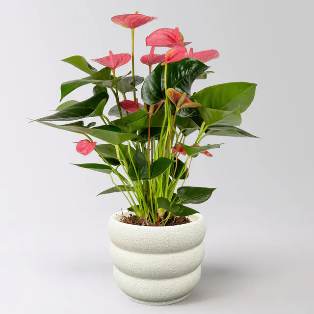 Flamingoblume 'Pink Champion', pink, Topf-Ø 14 cm, im Übertopf Byron