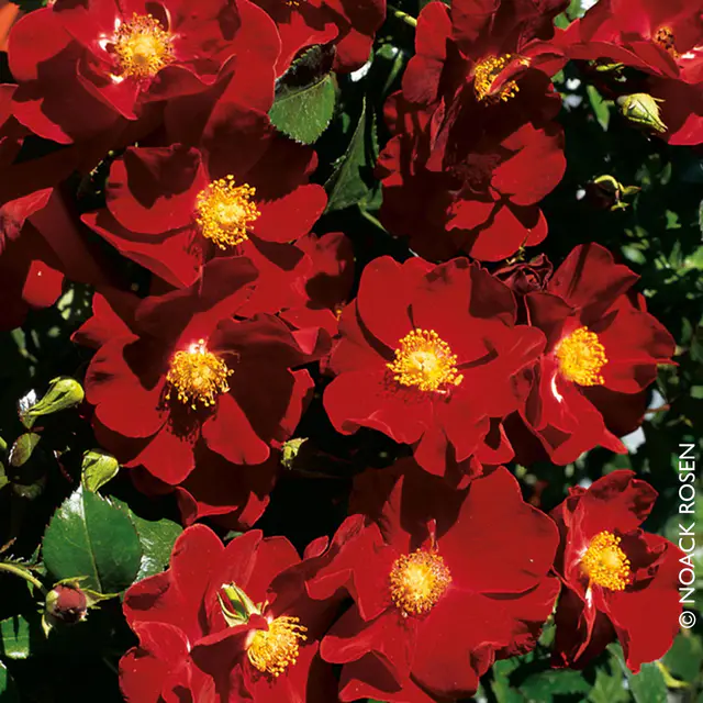 Bodendeckerrose 'Alcantara®', dunkelrot, Topf 3 Liter