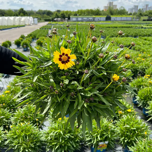 Großblumiges Mädchenauge 'Sunfire', gelbrot, Topf 3 l