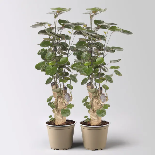 Polyscias 'Fabian', Topf-Ø 12 cm, Höhe ca. 50 cm, 2 Pflanzen