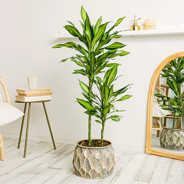 Dracena Zitrone XL