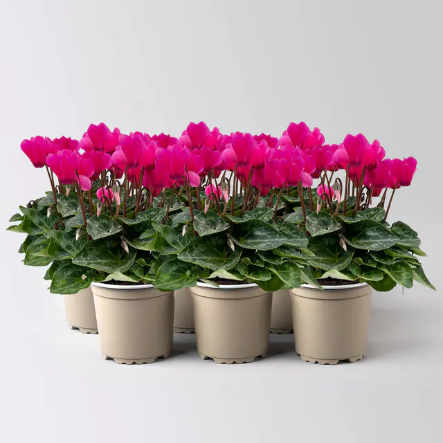 Alpenveilchen 'Outland', pink, Topf-Ø 10,5 cm, 6 Pflanzen