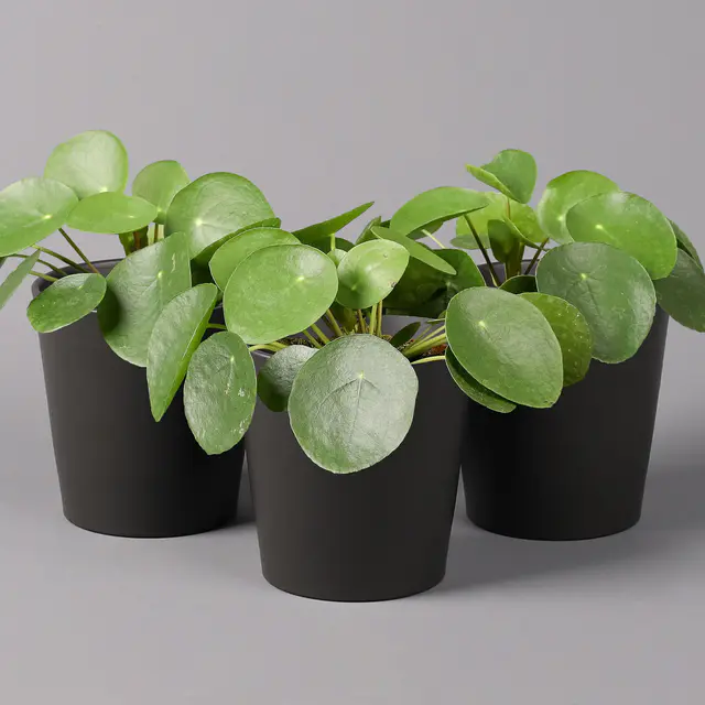 Chinesischer Geldbaum in Topf anthrazit, Topf-Ø 12 cm, H: ca. 20 cm, 3 Pflanzen