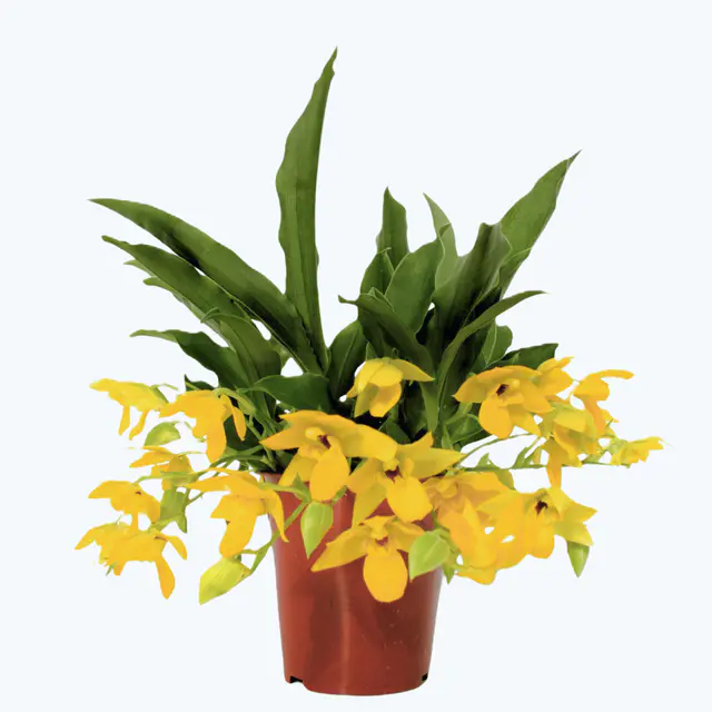 Promenaea Sunlight mit gelben Blüten