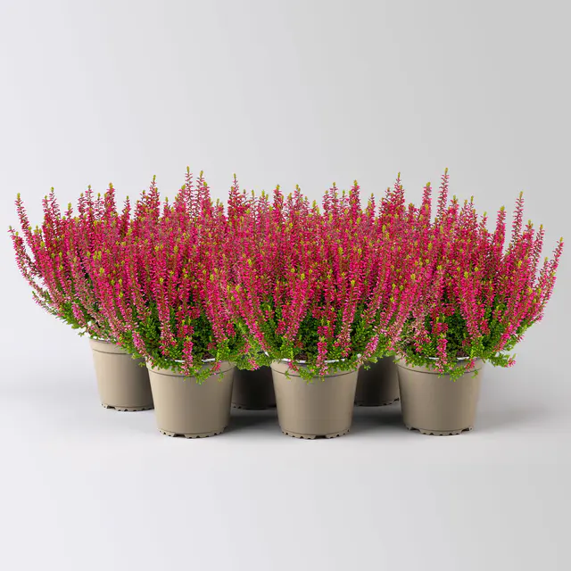 Calluna 'Longlife', rot, Topf-Ø 13 cm, 6 Pflanzen