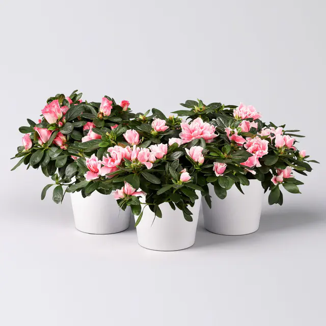 Azalee rosa-weiß, gefüllt, mit Keramiktopf Dallas weiß, Topf-Ø 12 cm, 3er-Set