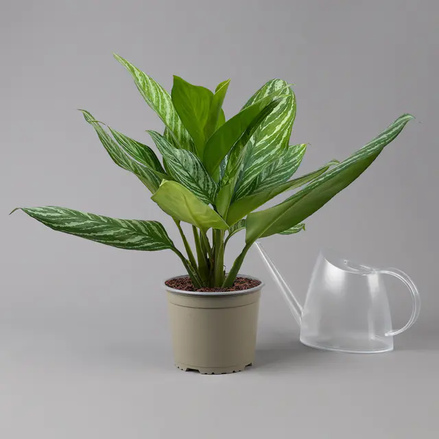 Aglaonema 'Stripes', Topf-Ø 17 cm, Höhe ca. 50 cm
