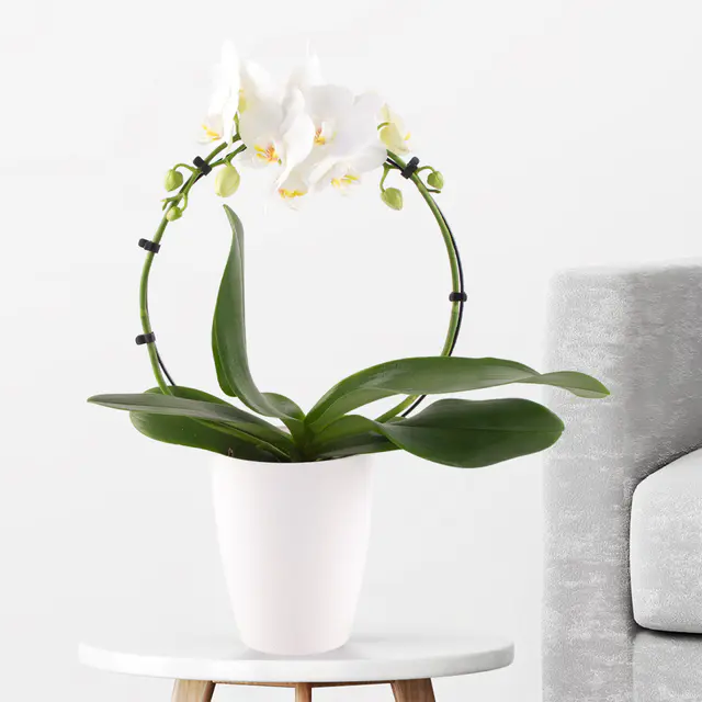 Orchideenbogen Weiß + gratis Topf | Phalaenopsis