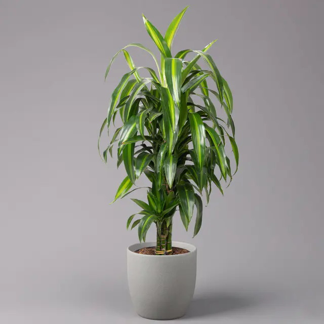 Duftender Drachenbaum 'Hawaiian Sunshine', Topf-Ø 24 cm, H: ca. 90 cm