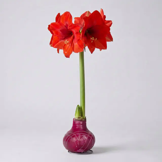 Amaryllis in Wachs XL, Dekor 'Rot-Violett gestreift', Blüte rot, 2 Pflanzen