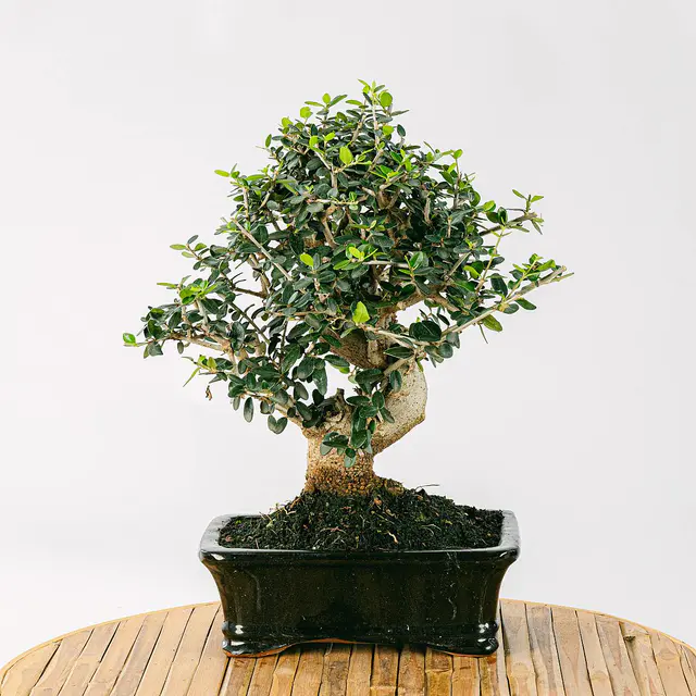 Bonsai Olivo 12 Jahre alt