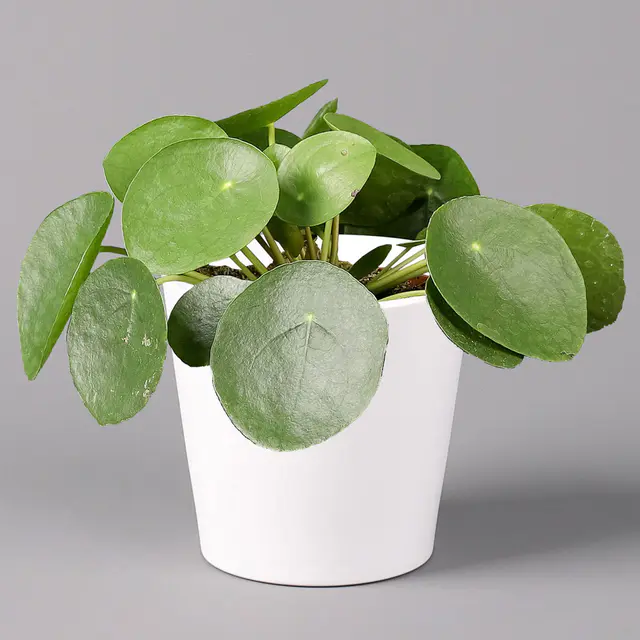 Chinesischer Geldbaum in Topf Dallas weiß, Topf-Ø 12 cm, Höhe ca. 20 cm