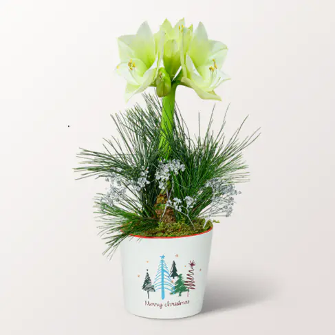 Weiße Amaryllis im hübschen Keramiktopf
