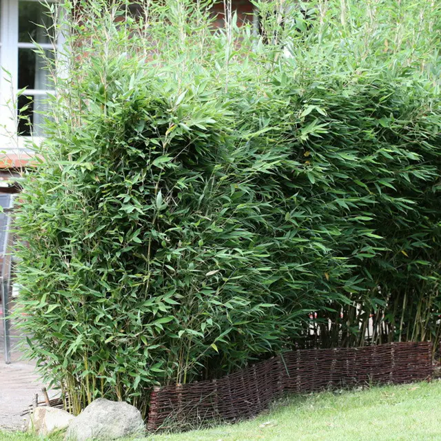 Fargesia spathacea 'Blue Lizard'®, Höhe 80-100 cm, Topf 10 Liter, 20 Stück