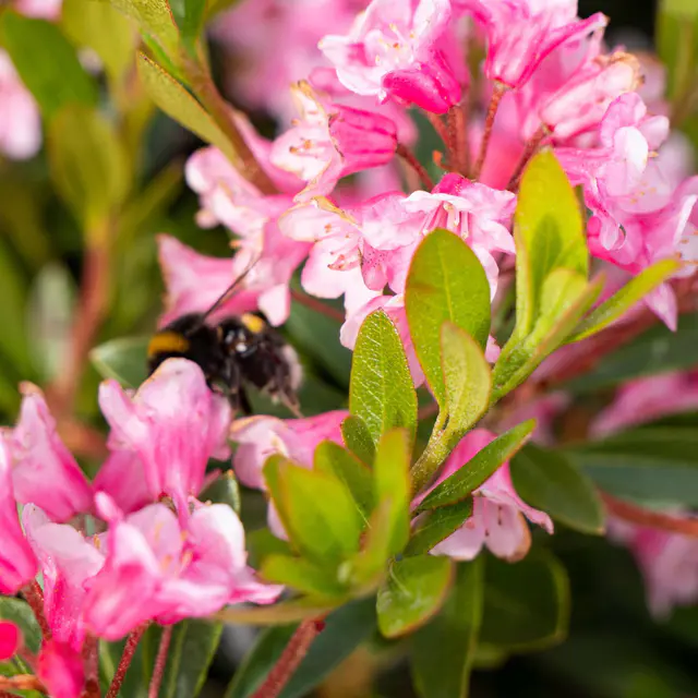 Rhododendron 'Bloombux'® Magenta, Höhe 20-25 cm, Topf 2 Liter, 6 Pflanzen