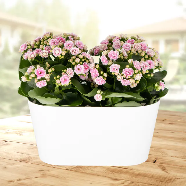 Rosa Flammendes Käthchen + gratis DUO-Topf