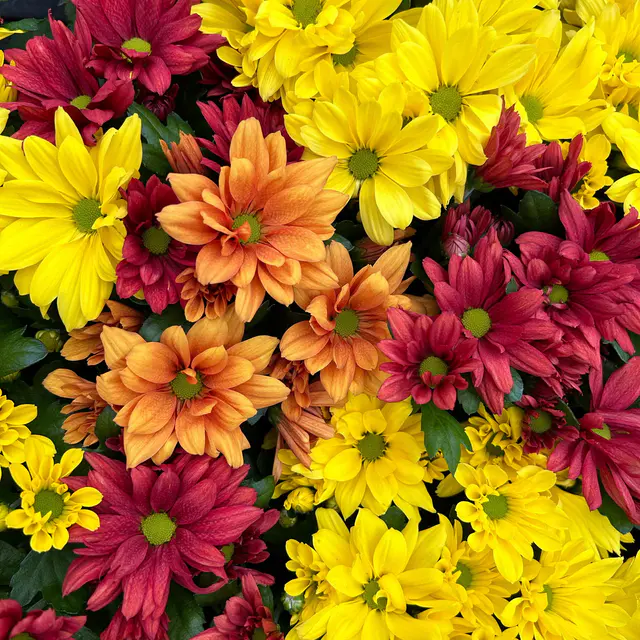 Chrysantheme Trio 'Sunset', orange-gelb-rot, Topf-Ø 12 cm, 6 Pflanzen