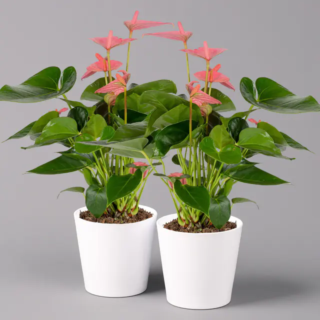 Flamingoblumen, pink inkl. Übertopf Dallas weiß, Topf-Ø 12 cm, 2 Pflanzen