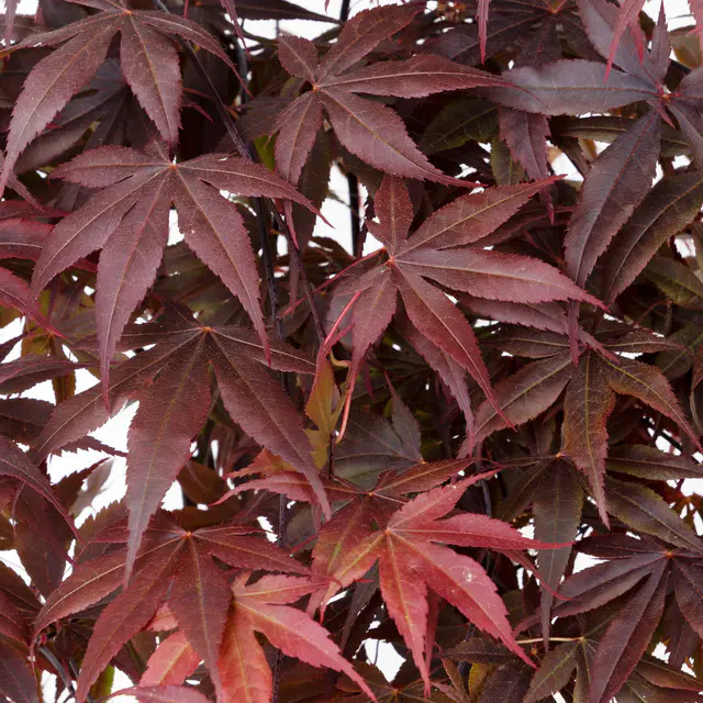 Roter Fächerahorn 'Bloodgood', Höhe 40 - 60 cm, Topf-Ø 19 cm